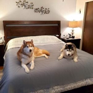 Thin Reversible Waterproof Protective Cover or Liner for Bed or Couch, for Dogs and Cats (King 82 x 100, Gray)