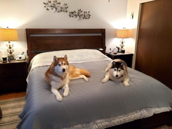 Thin Reversible Waterproof Protective Cover or Liner for Bed or Couch, for Dogs and Cats (King 82 x 100, Gray)